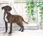 Small #1 Mutt