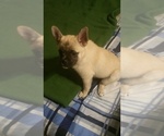 Small Photo #6 Pom-A-Pug Puppy For Sale in SEBASTIAN, FL, USA