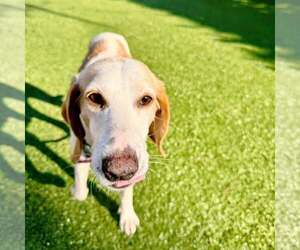 Mutt Dogs for adoption in Hilton Head, SC, USA