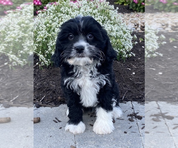 Medium Photo #1 Cavanese Puppy For Sale in CANOGA, NY, USA
