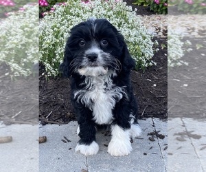 Cavanese Puppy for sale in CANOGA, NY, USA