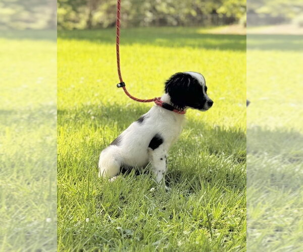 Medium Photo #3 Labrador Retriever Puppy For Sale in Yardley, PA, USA