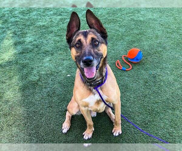 Medium Photo #2 German Shepherd Dog-Unknown Mix Puppy For Sale in Orange, CA, USA