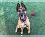 Small #1 German Shepherd Dog Mix