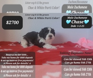 Havanese-Zuchon Mix Puppy for sale in TUCSON, AZ, USA