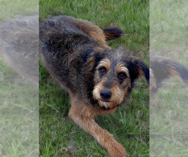 Medium Photo #1 Mutt Puppy For Sale in Newport Beach, CA, USA