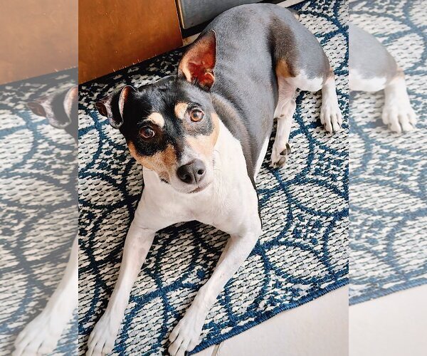Medium Photo #7 Rat Terrier Puppy For Sale in Atlanta, GA, USA