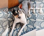Small #6 Rat Terrier