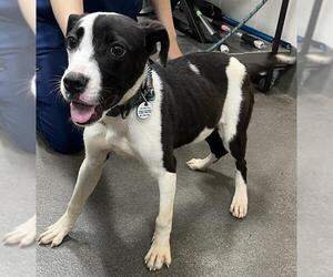 Border Collie Dogs for adoption in Forestville, MD, USA