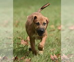 Small Photo #9 Australian Shepherd-Beagle Mix Puppy For Sale in Mechanicsburg, PA, USA