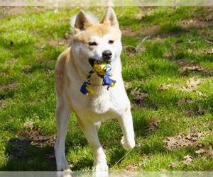 Akita Dogs for adoption in Tallahassee, FL, USA