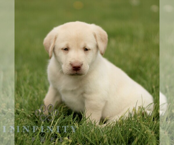 Medium Photo #1 Labrador Retriever Puppy For Sale in COATESVILLE, PA, USA