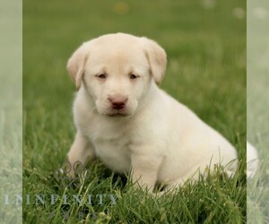 Labrador Retriever Puppy for sale in COATESVILLE, PA, USA