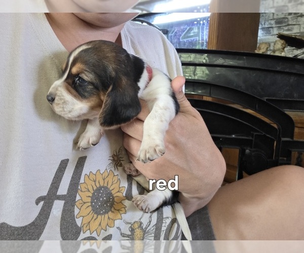Medium Photo #4 Basset Hound Puppy For Sale in PORTLAND, TN, USA