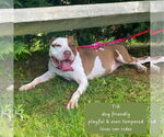 Small #13 American Pit Bull Terrier Mix