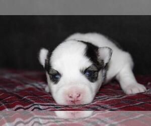 Sharberian Husky Puppy for sale in SCRANTON, PA, USA