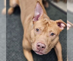 American Pit Bull Terrier-American Staffordshire Terrier Mix Dogs for adoption in Bristol, CT, USA