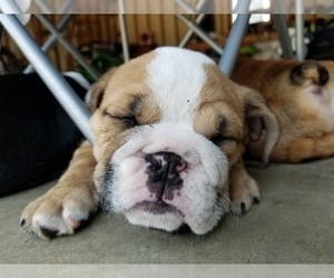 English Bulldog Puppy for sale in COTTLEVILLE, MO, USA