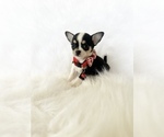 Small #6 Chihuahua