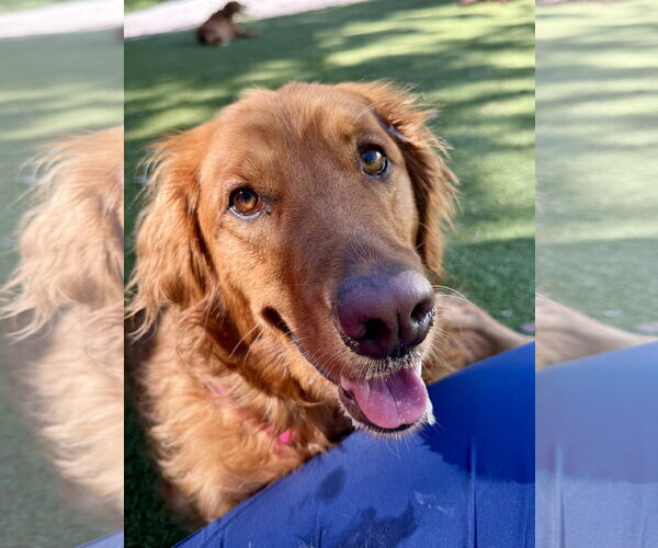 Medium Photo #2 Golden Retriever Puppy For Sale in Valrico, FL, USA