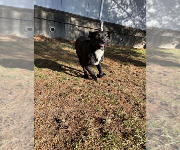 Medium Photo #12 Mutt Puppy For Sale in Evansville, IN, USA