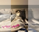 Small Photo #5 German Shepherd Dog-Goberian Mix Puppy For Sale in OMAHA, NE, USA