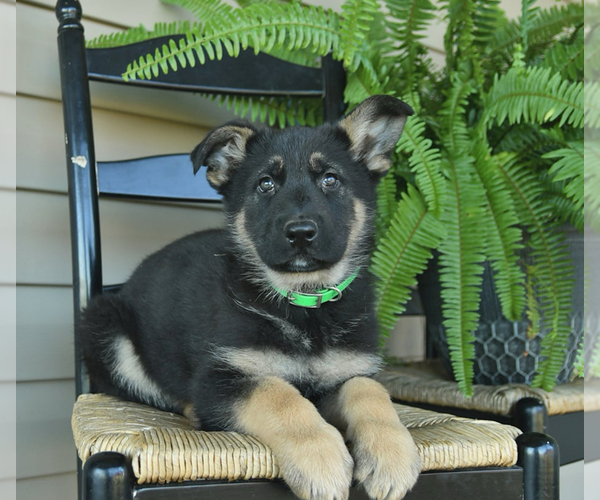 Medium Photo #21 German Shepherd Dog Puppy For Sale in DAVENPORT, FL, USA