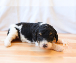 Small #11 Bernedoodle