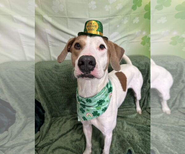 Medium Photo #2 Pointer-Unknown Mix Puppy For Sale in Rockaway, NJ, USA