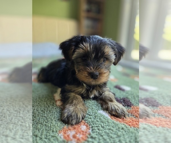 Medium Photo #46 Yorkshire Terrier Puppy For Sale in RHOADESVILLE, VA, USA
