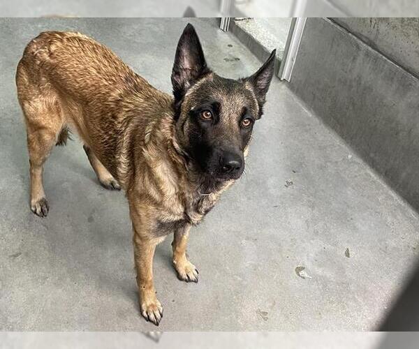 Medium Photo #1 Mutt Puppy For Sale in Pasadena, CA, USA