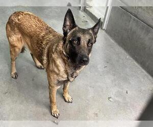 Mutt Dogs for adoption in Pasadena, CA, USA