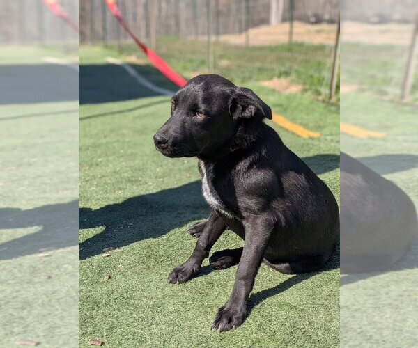 Medium Photo #4 Labrador Retriever Puppy For Sale in garner, NC, USA