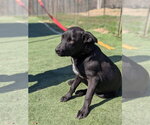 Small #3 Labrador Retriever