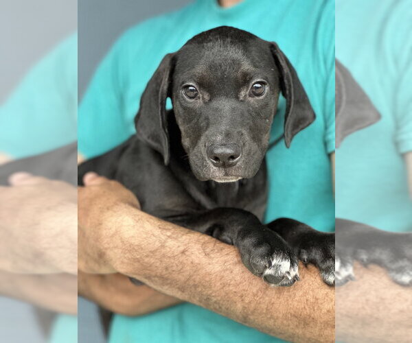 Medium Photo #1 Labrador Retriever-Unknown Mix Puppy For Sale in Elmsford, NY, USA