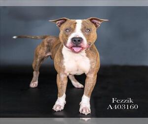 American Pit Bull Terrier Dogs for adoption in Conroe, TX, USA