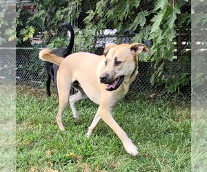 Mastiff-Unknown Mix Dogs for adoption in Stover, MO, USA