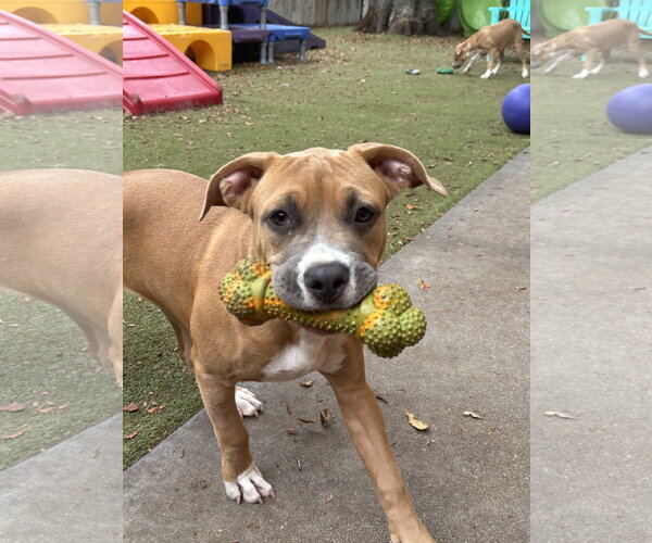 Medium Photo #2 Mutt Puppy For Sale in Orlando, FL, USA