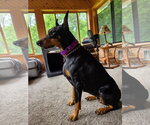 Small Doberman Pinscher