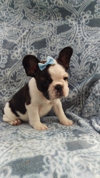 Medium Photo #6 French Bulldog Puppy For Sale in EDEN, PA, USA