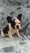 Small Photo #6 French Bulldog Puppy For Sale in EDEN, PA, USA
