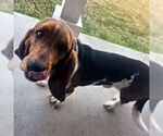 Small #2 Basset Hound