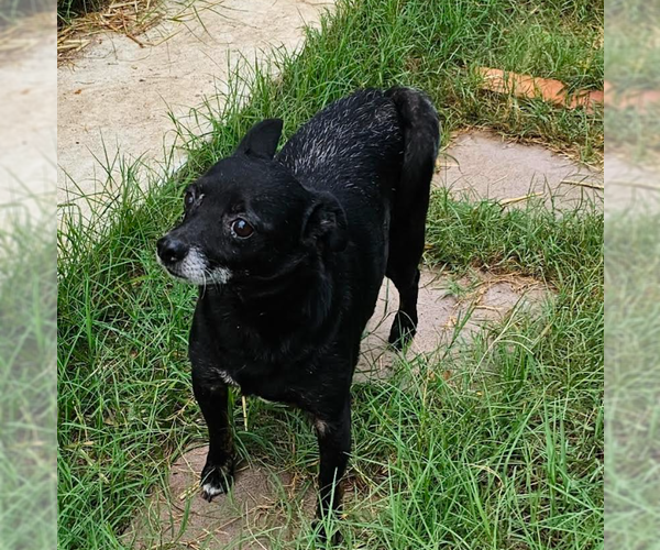 Medium Photo #6 Chihuahua-Unknown Mix Puppy For Sale in Cranston, RI, USA