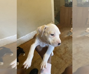 American Pit Bull Terrier Puppy for sale in PITTSFIELD, MA, USA