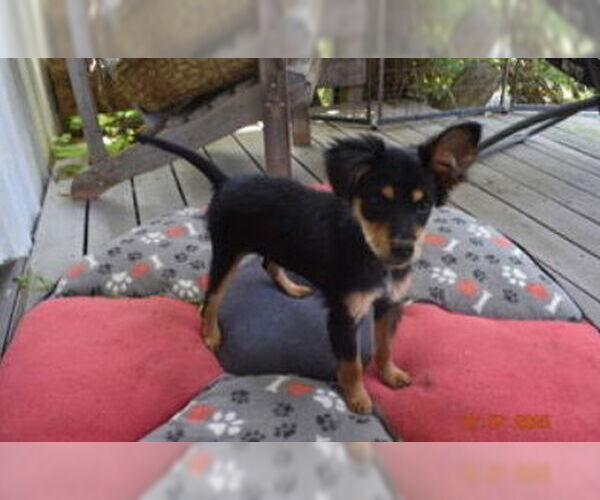 Medium Photo #3 Basenji-Unknown Mix Puppy For Sale in Grafton, WI, USA