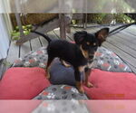 Small #2 Basenji Mix