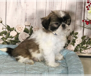 Shih Tzu Puppy for sale in PENNS CREEK, PA, USA