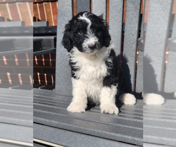 Medium Photo #1 Bordoodle Puppy For Sale in NEW HAVEN, IN, USA