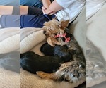 Small Photo #7 Yorkshire Terrier Puppy For Sale in PALM HARBOR, FL, USA