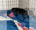 Small Photo #10 Boxer Puppy For Sale in CONROE, TX, USA